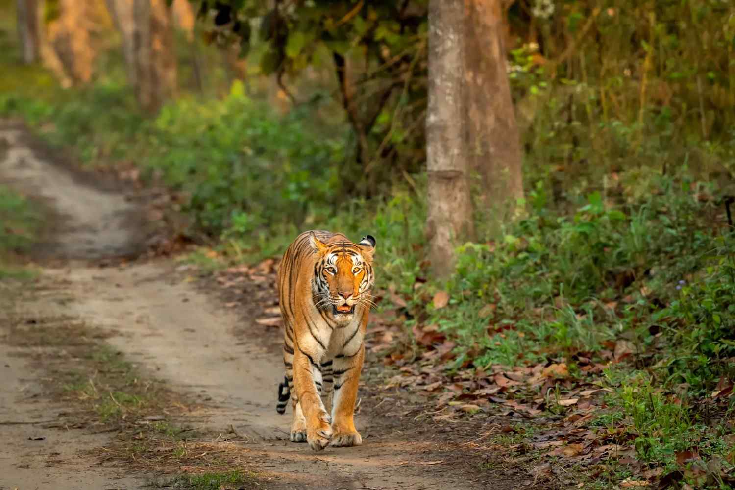tiger in kanha